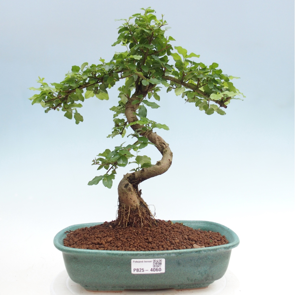 Pokojová bonsai -Ligustrum chinensis - Ptačí zob
