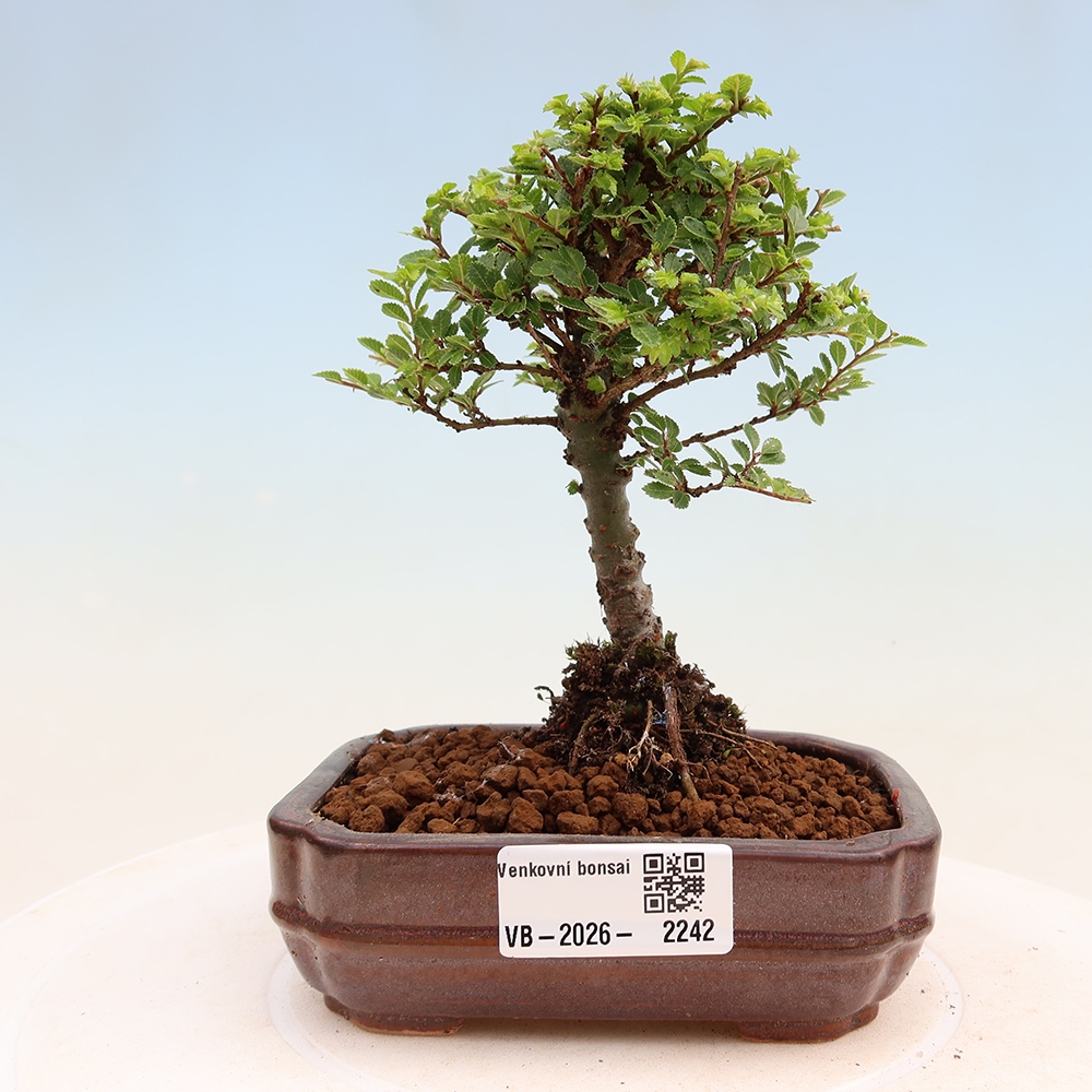 Venkovní bonsai - Ulmus parvifolia Sagei - Malolistý jilm