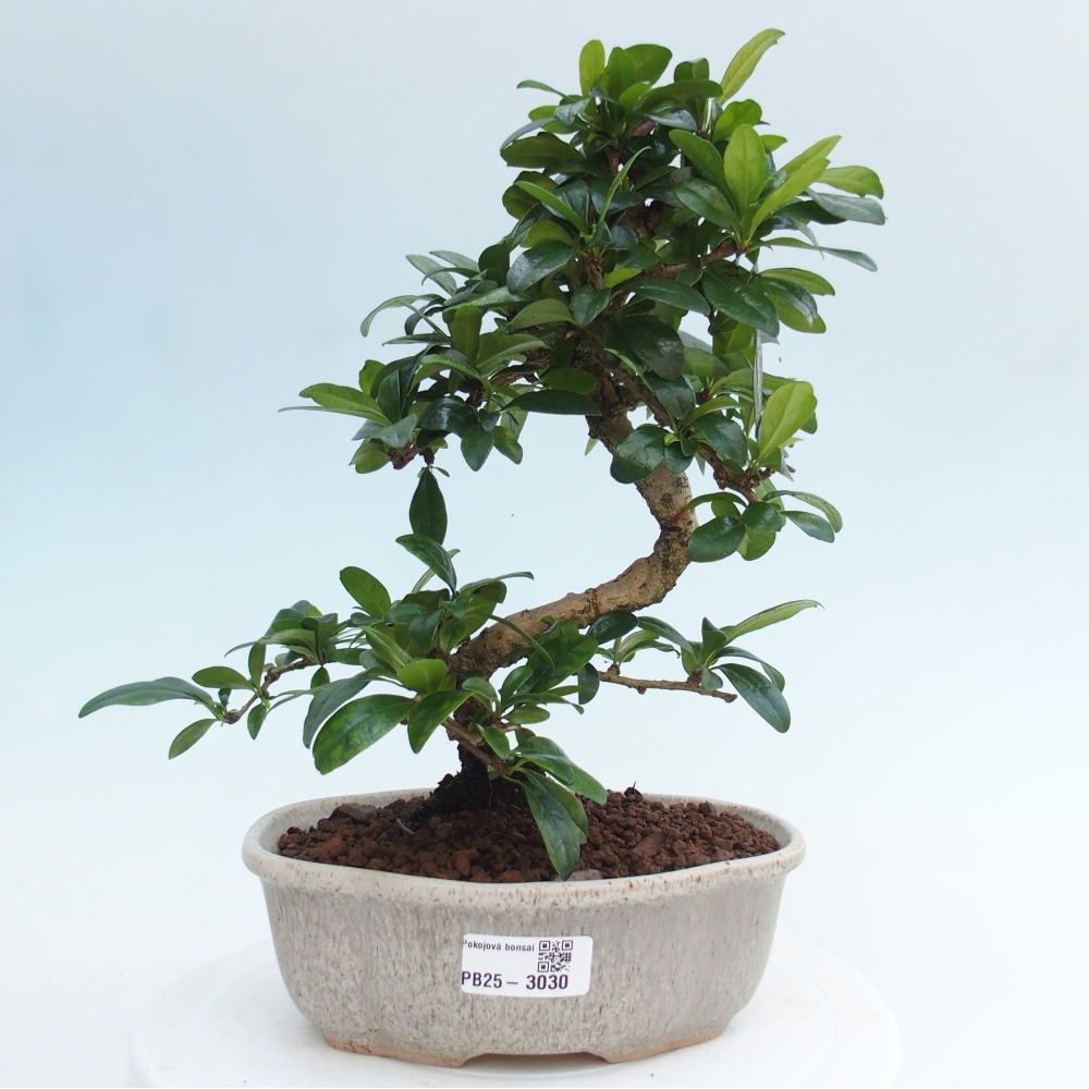 Pokojová bonsai - Carmona macrophylla - Čaj fuki