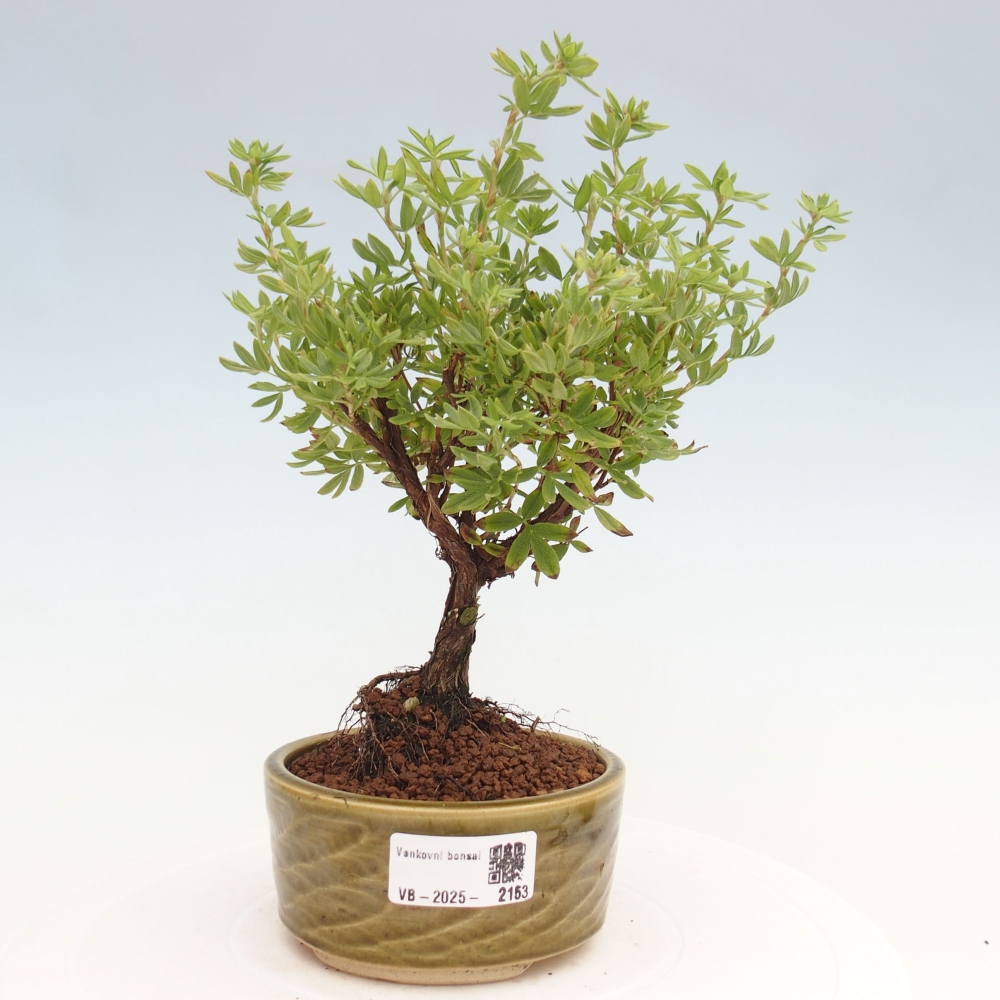 Venkovní bonsai-Mochna křovitá - potentila fruticosa yellow Bird