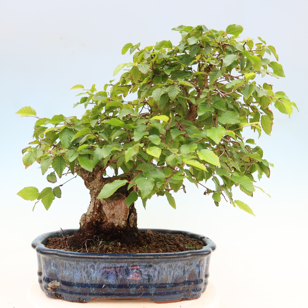 Venkovní bonsai -Carpinus Coreana - Habr korejský