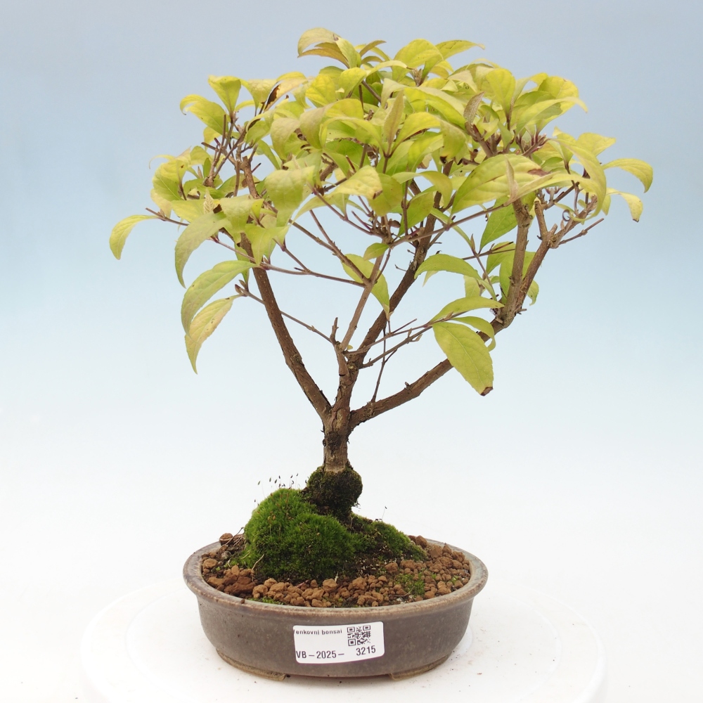 Venkovní bonsai - krásnoplodka - Callicarpa japonica