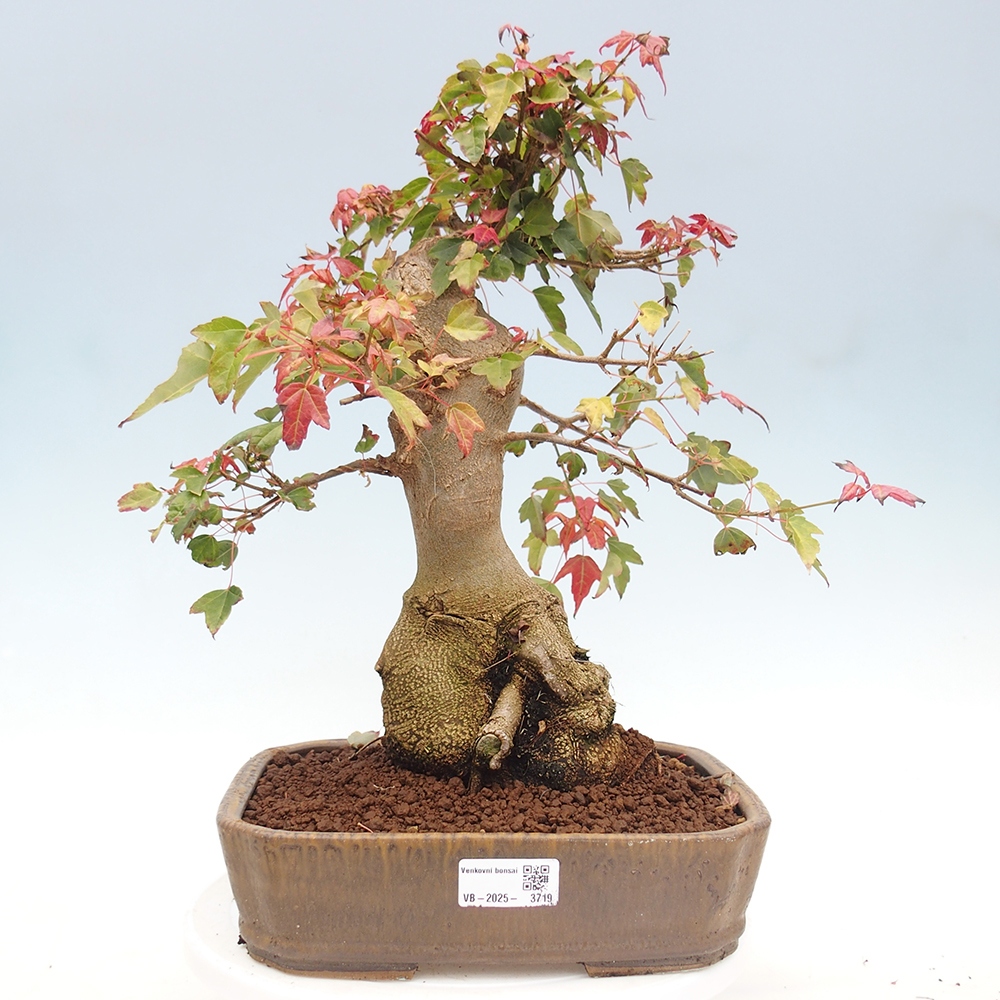 Venkovní bonsai - Acer Buergerianum - Javor Burgerův