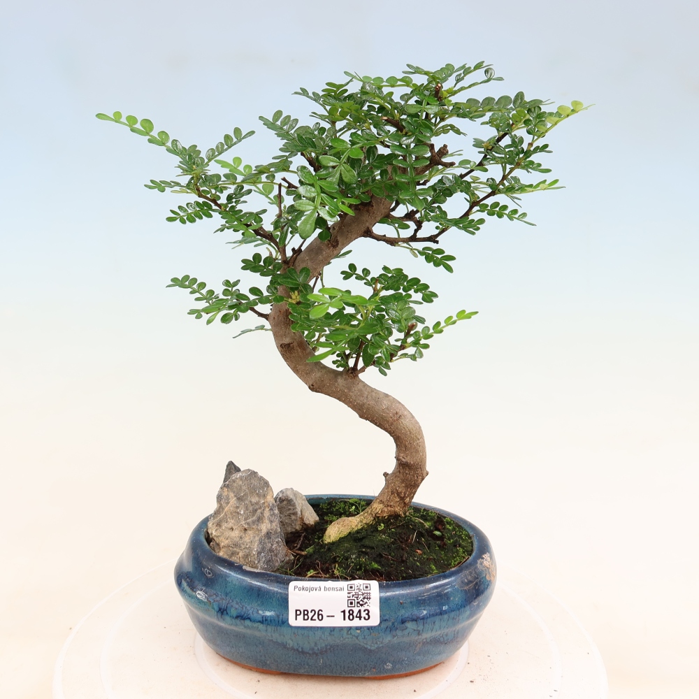Pokojová bonsai - Zantoxylum piperitum - Pepřovník