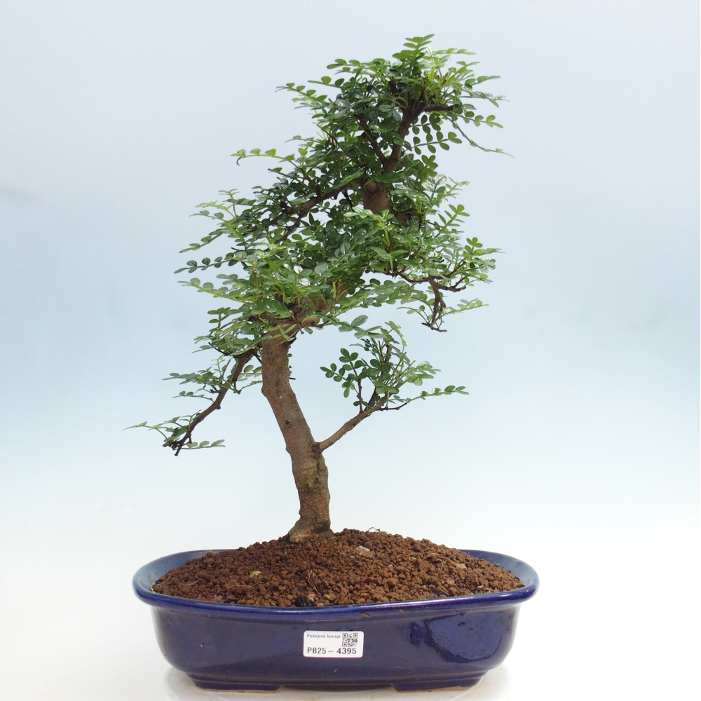 Pokojová bonsai - Zantoxylum piperitum - pepřovník