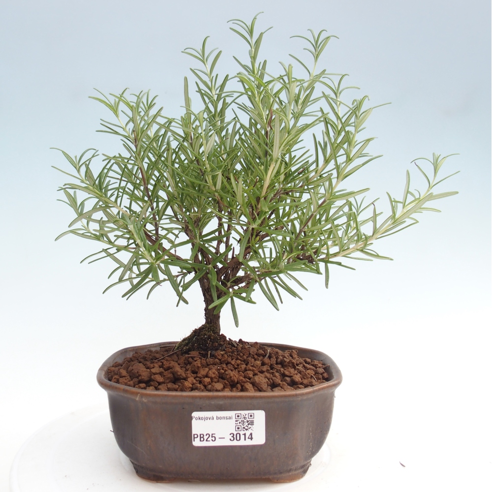 Pokojová bonsai - Rozmarýn lékařský-Rosmarinus officinalis