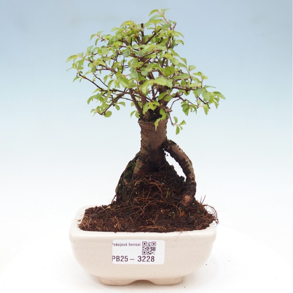 Pokojová bonsai - Ulmus parvifolia - Malolistý jilm