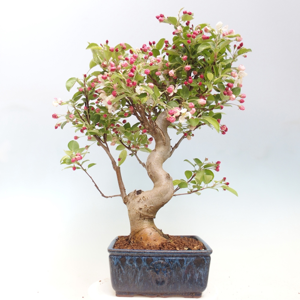 Venkovní bonsai -Malus halliana - Maloplodá jabloň