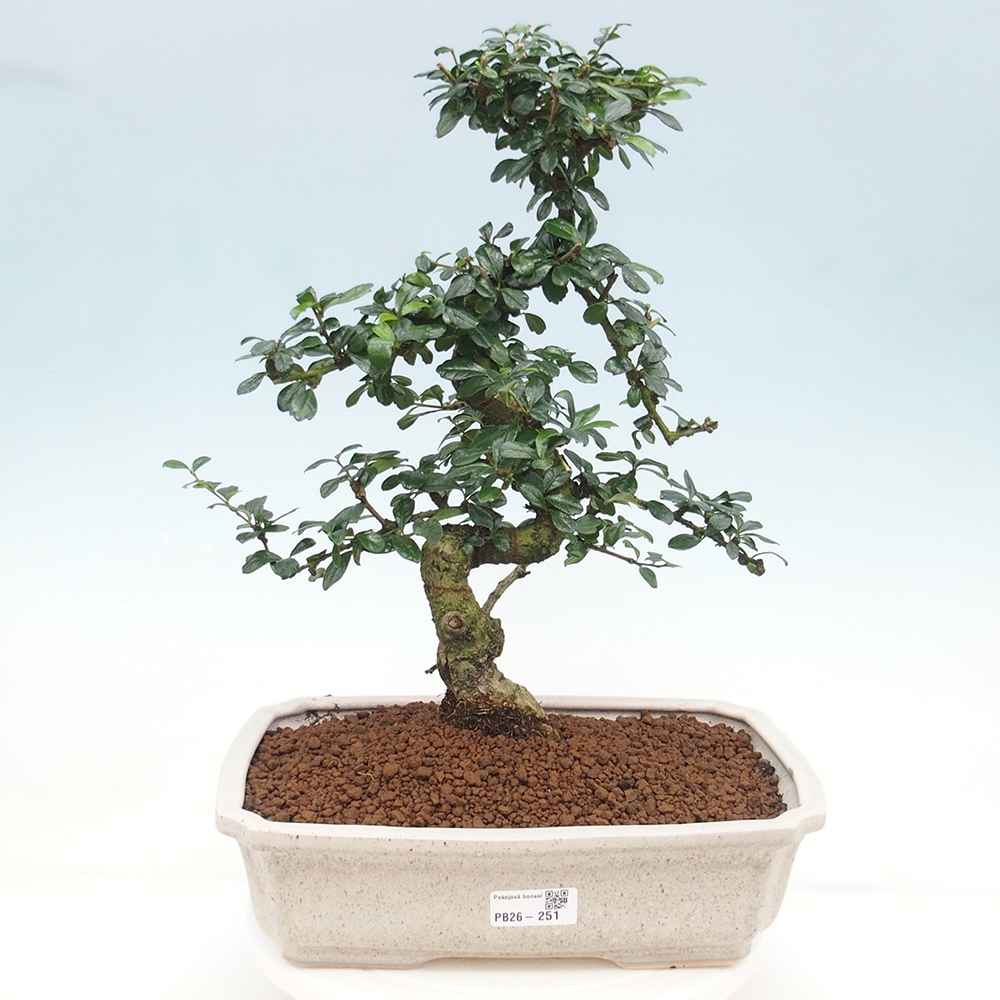 Pokojová bonsai - Carmona macrophylla - Čaj fuki