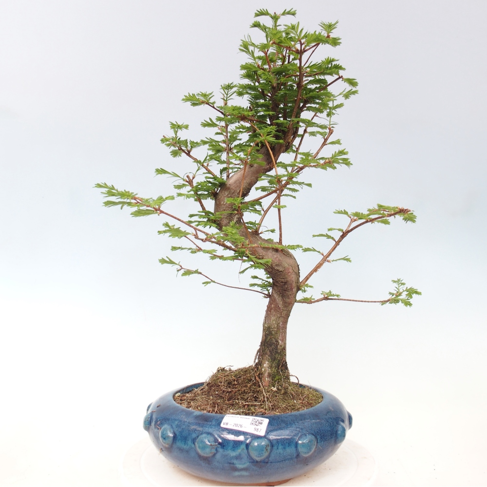 Venkovní bonsai - Metasequoia glyptostroboides - Metasekvoje čínská