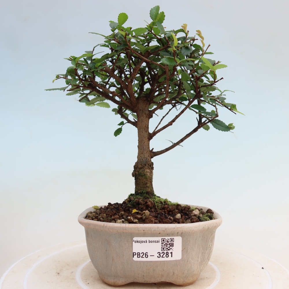 Pokojová bonsai - Ulmus parvifolia - Malolistý jilm