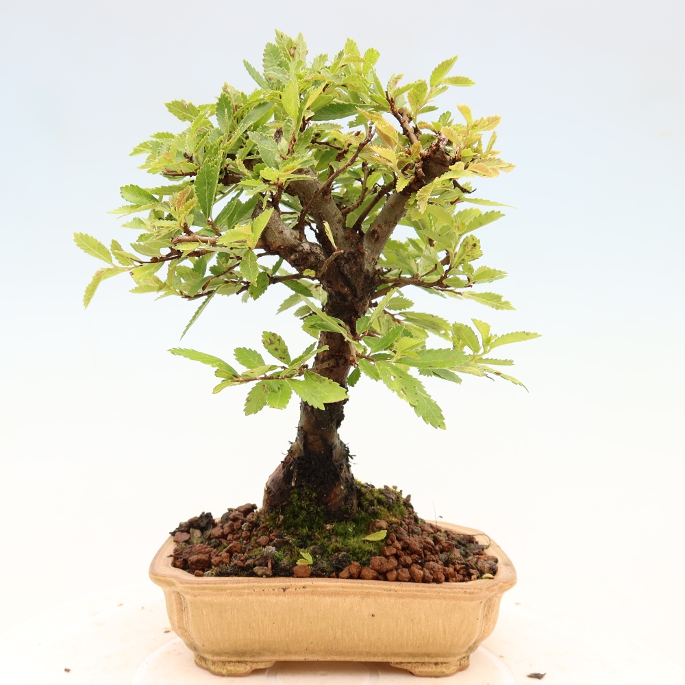 Venkovní bonsai - Zelkova - Zelkova NIRE