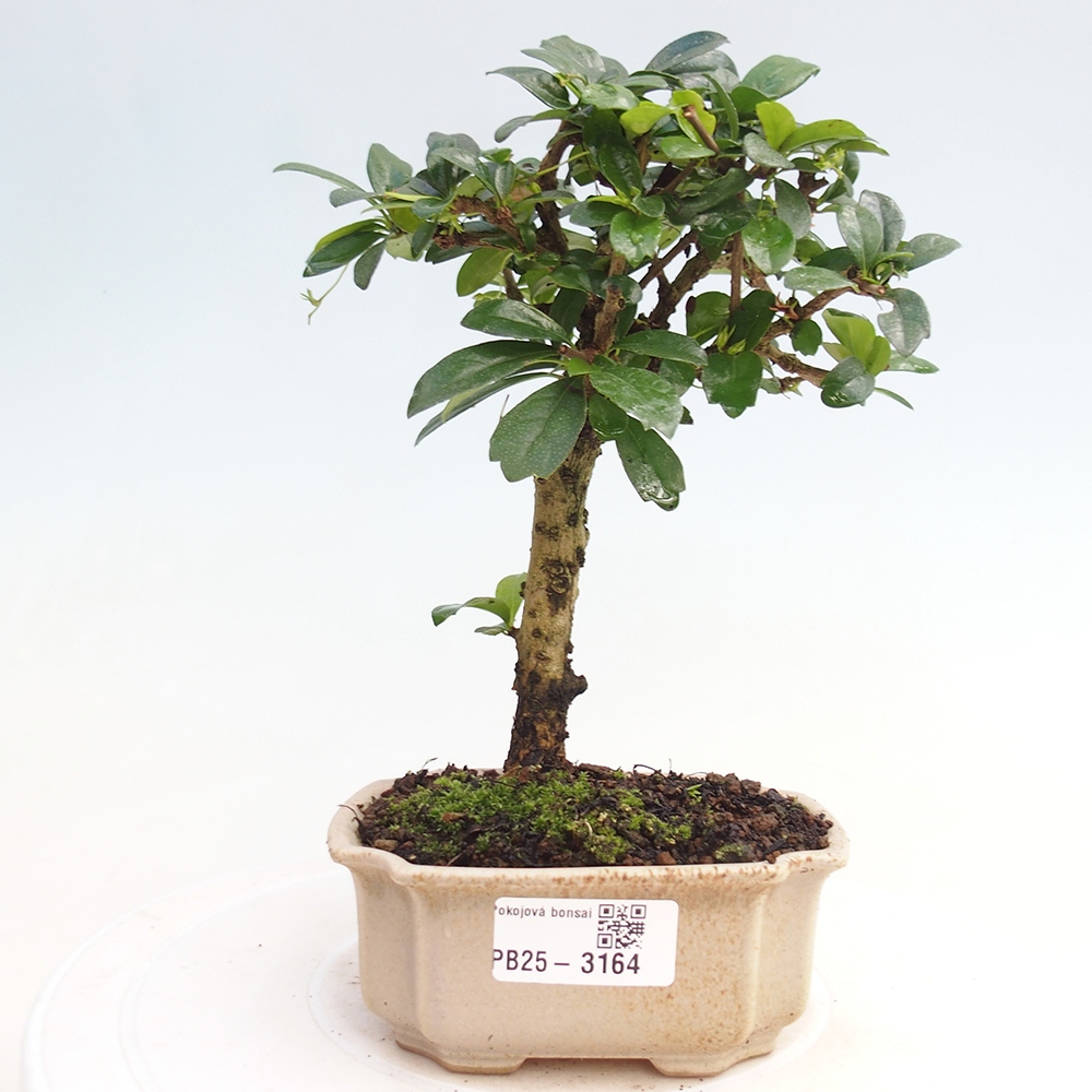 Pokojová bonsai - Carmona macrophylla - Čaj fuki