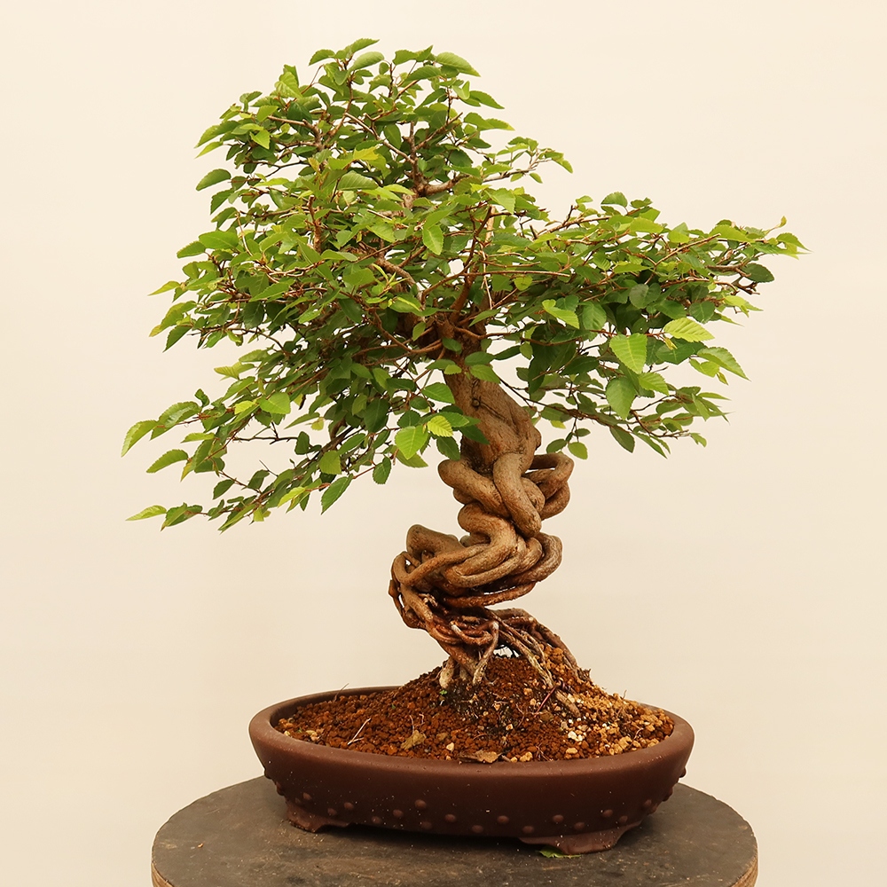 Venkovní bonsai -Carpinus Coreana - Habr korejský