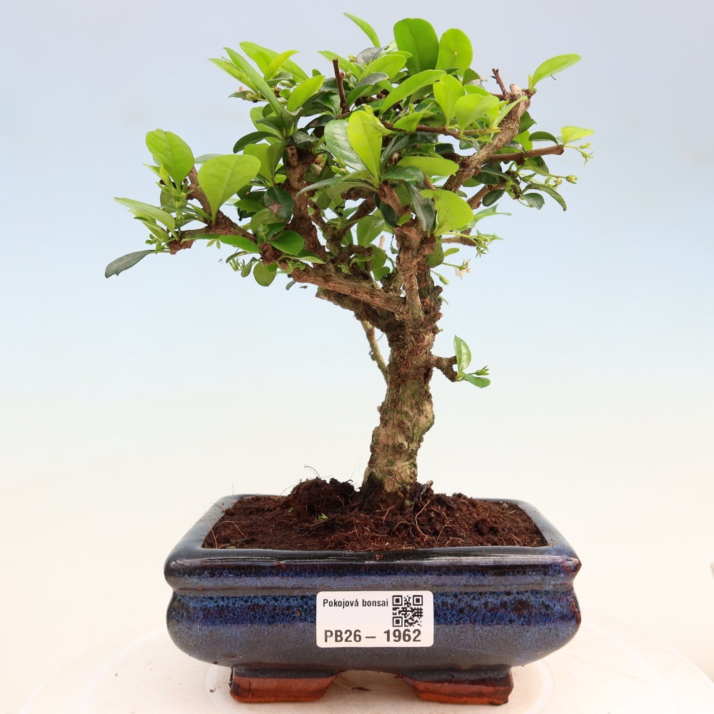 Pokojová bonsai - Carmona macrophylla - Čaj fuki