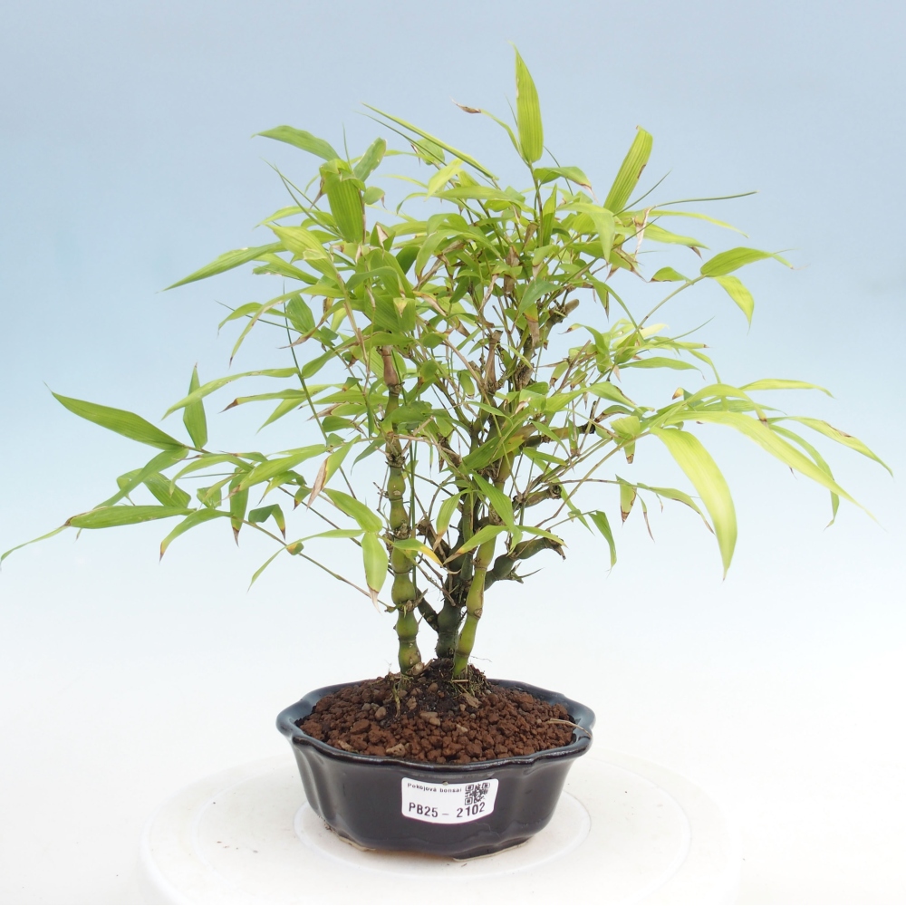 Pokojová bonsai - Bambus budha-Bambus budhovo břicho
