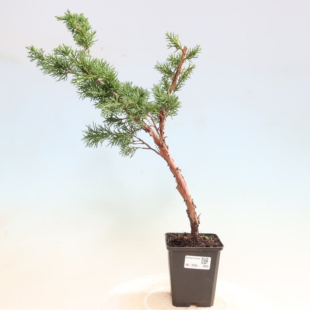 Venkovní bonsai - Juniperus chinensis Kishu -Jalovec čínský