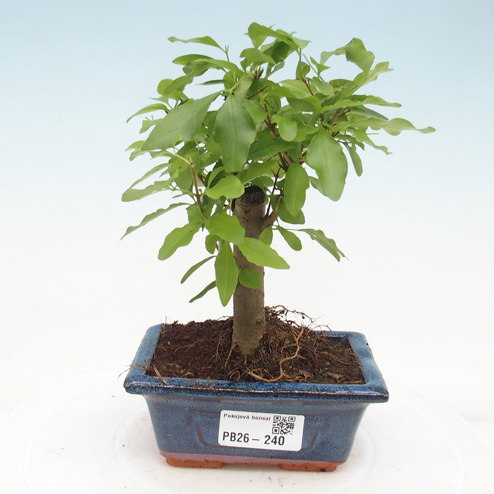 Pokojová bonsai -Ligustrum chinensis - Ptačí zob