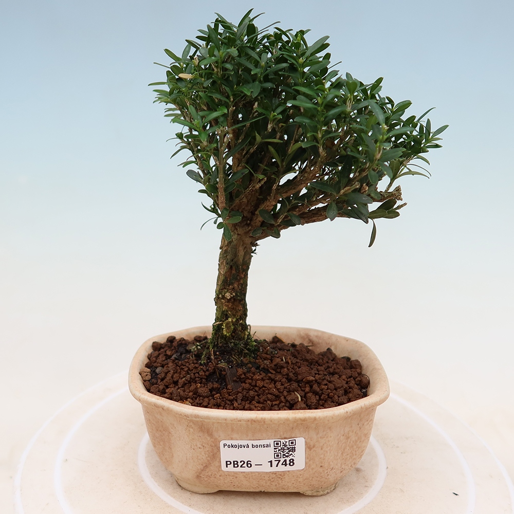 Pokojová bonsai - Buxus harlandii -korkový buxus
