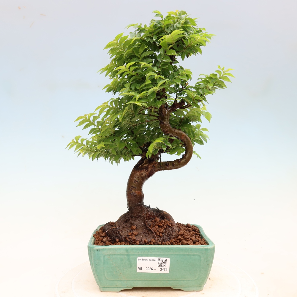 Venkovní bonsai - Ulmus Jacqueline Hillier - Jilm nádherný