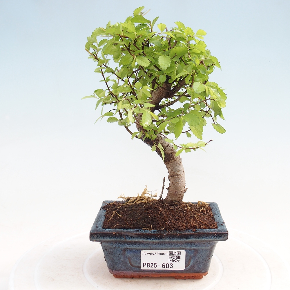 Pokojová bonsai - Ulmus parvifolia - Malolistý jilm