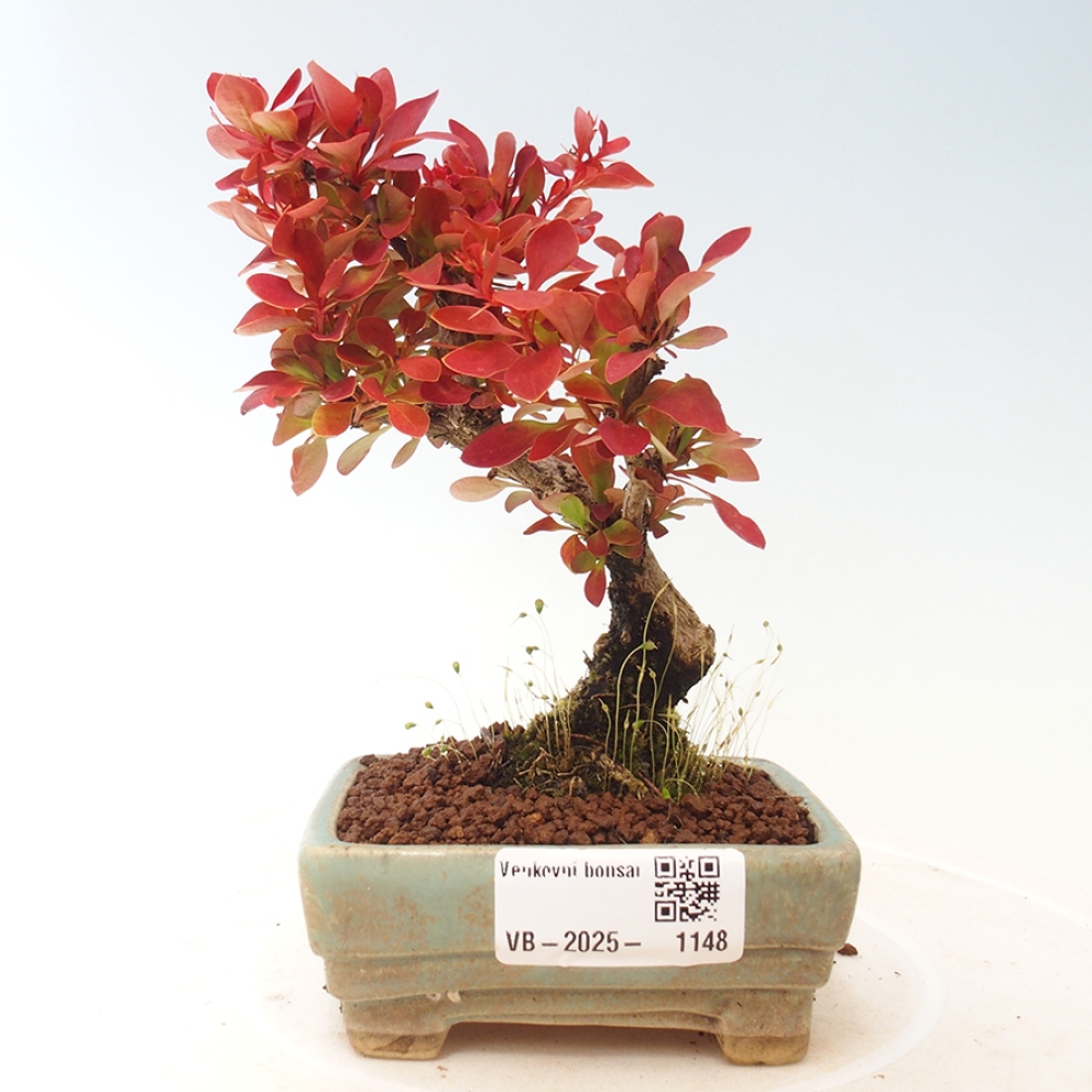 Venkovní bonsai - Berberis thunbergii Kobold - Dřištál Thunbergův
