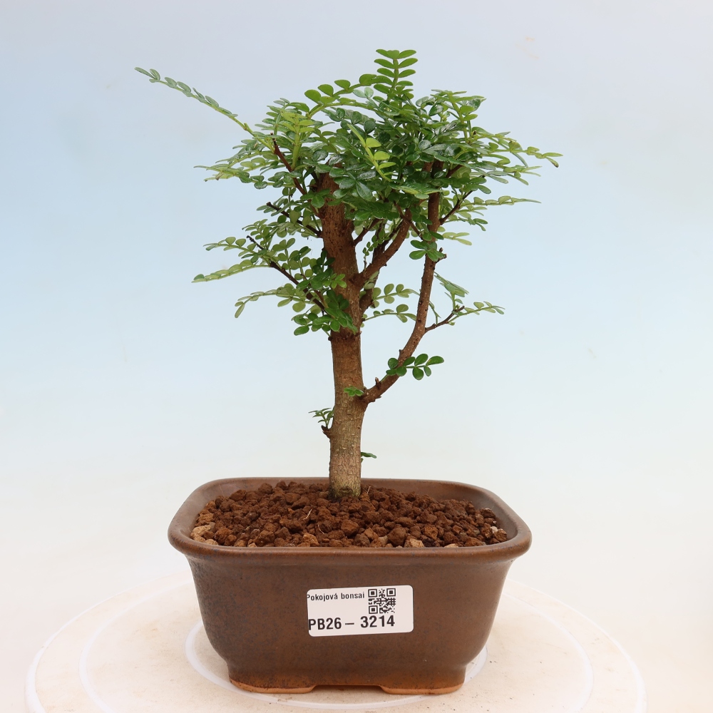 Pokojová bonsai - Zantoxylum piperitum - Pepřovník