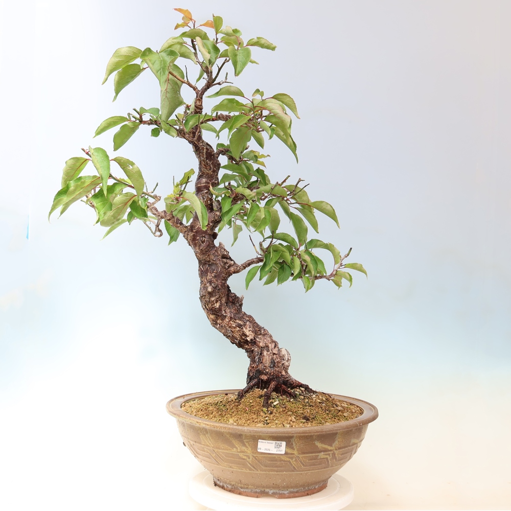 Venkovní bonsai -Japonská meruňka - Prunus Mume