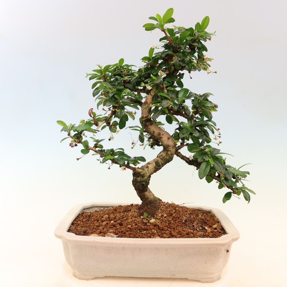 Pokojová bonsai - Carmona macrophylla - Čaj fuki