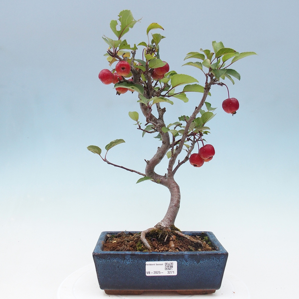 Venkovní bonsai -Malus halliana - Maloplodá jabloň