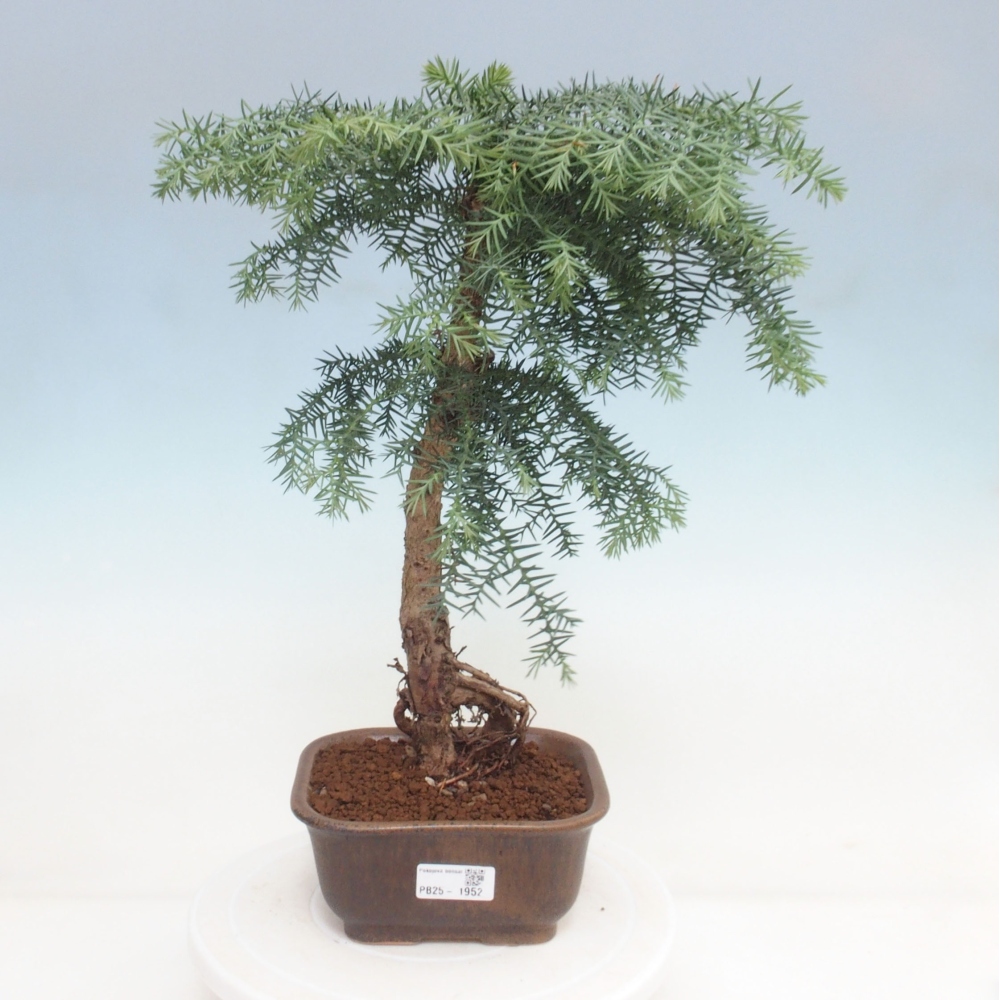 Pokojová bonsai - Araukarie - pokojový smrček