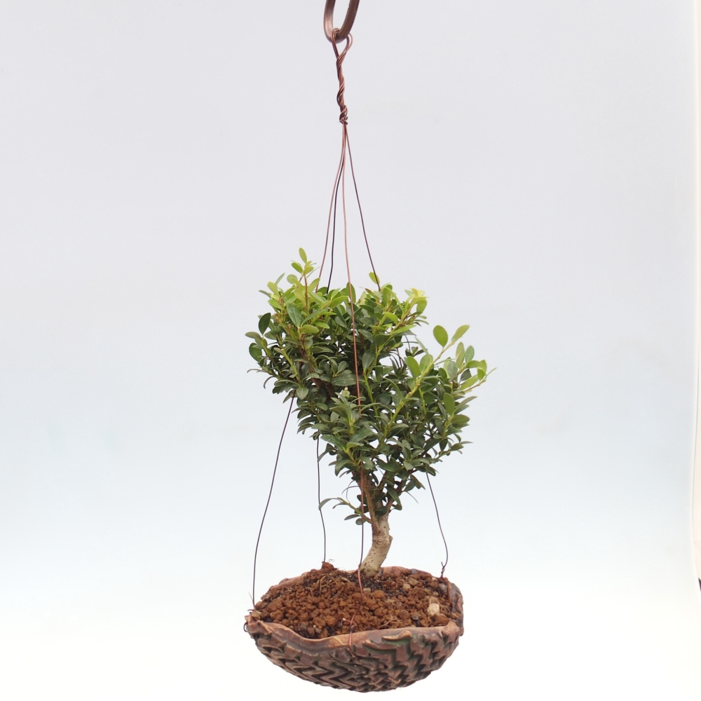 Kokedama v keramice - Ilex crenata - Cesmína