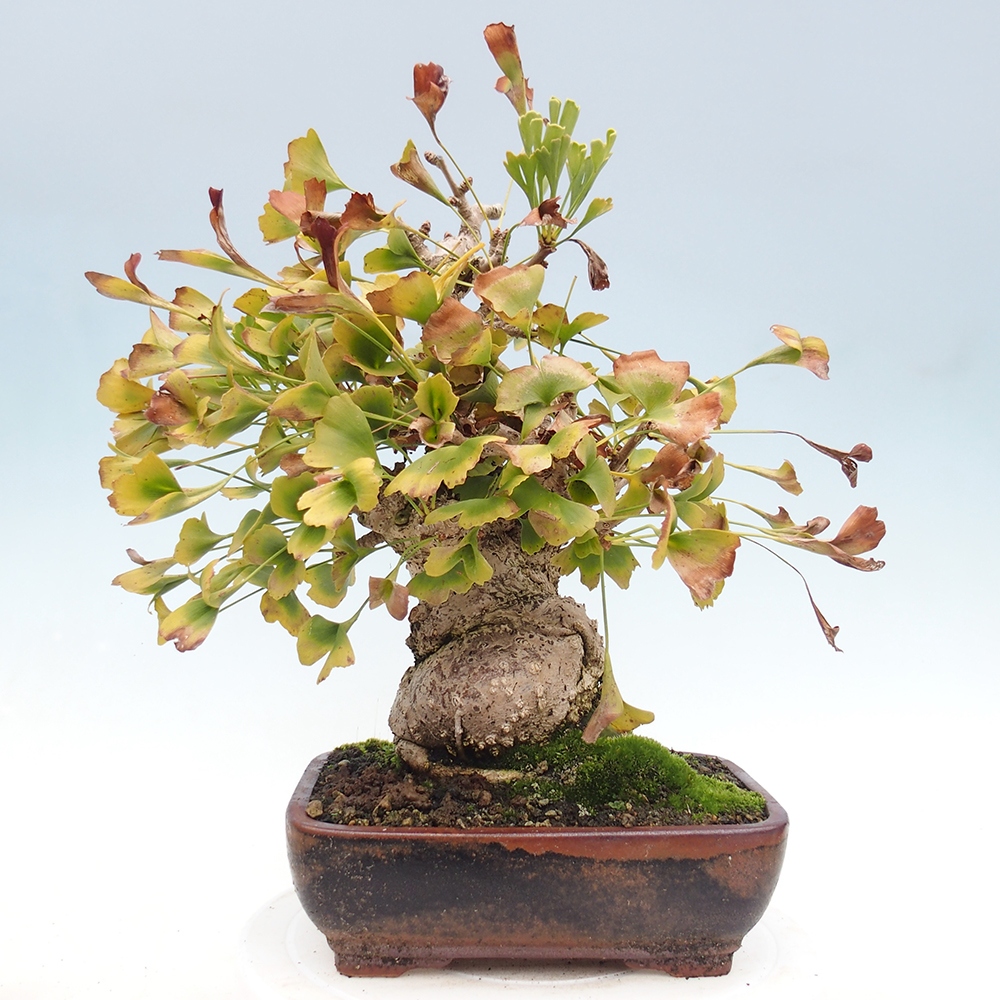 Venkovní bonsai - Jinan dvoulaločný - Ginkgo biloba
