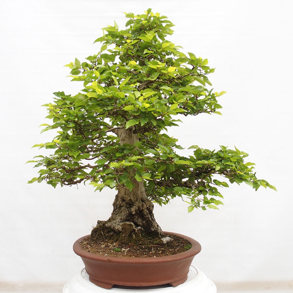 Venkovní bonsai -Carpinus CARPINOIDES - Habr korejský