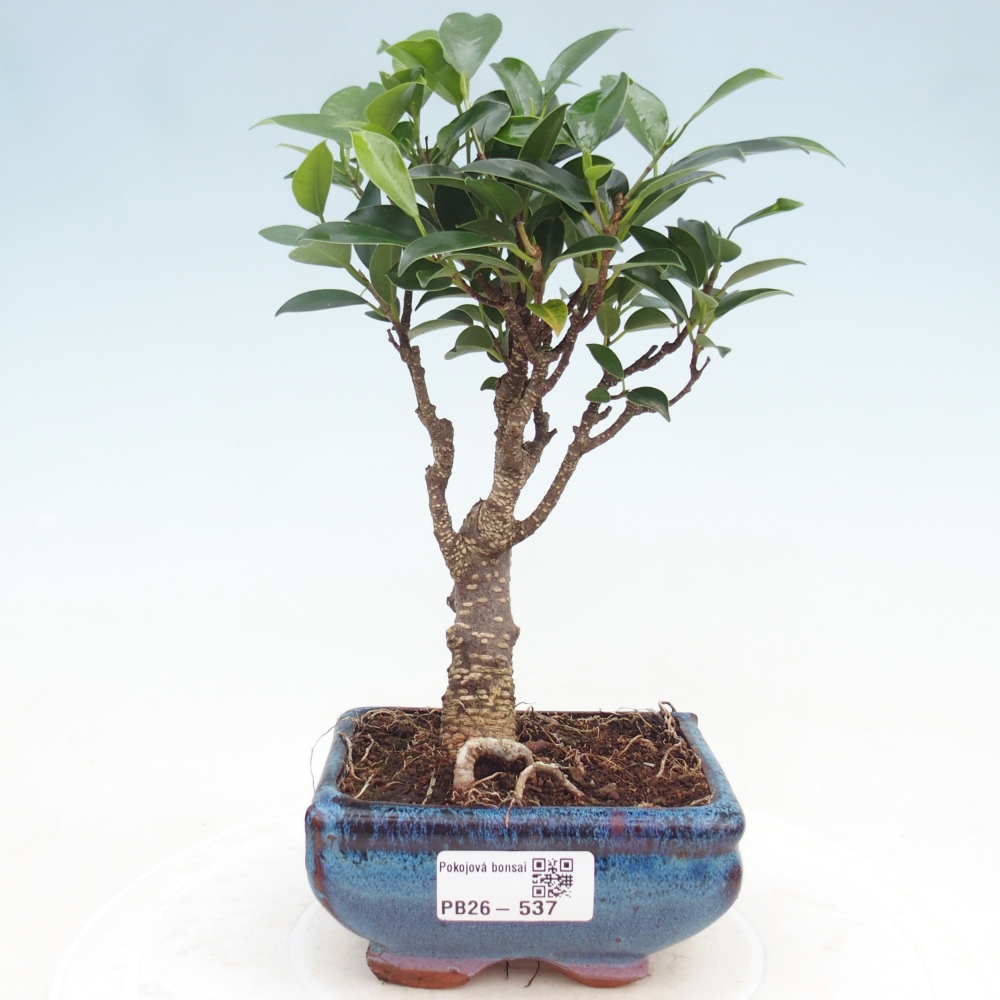 Pokojová bonsai Ficus retusa kimmen