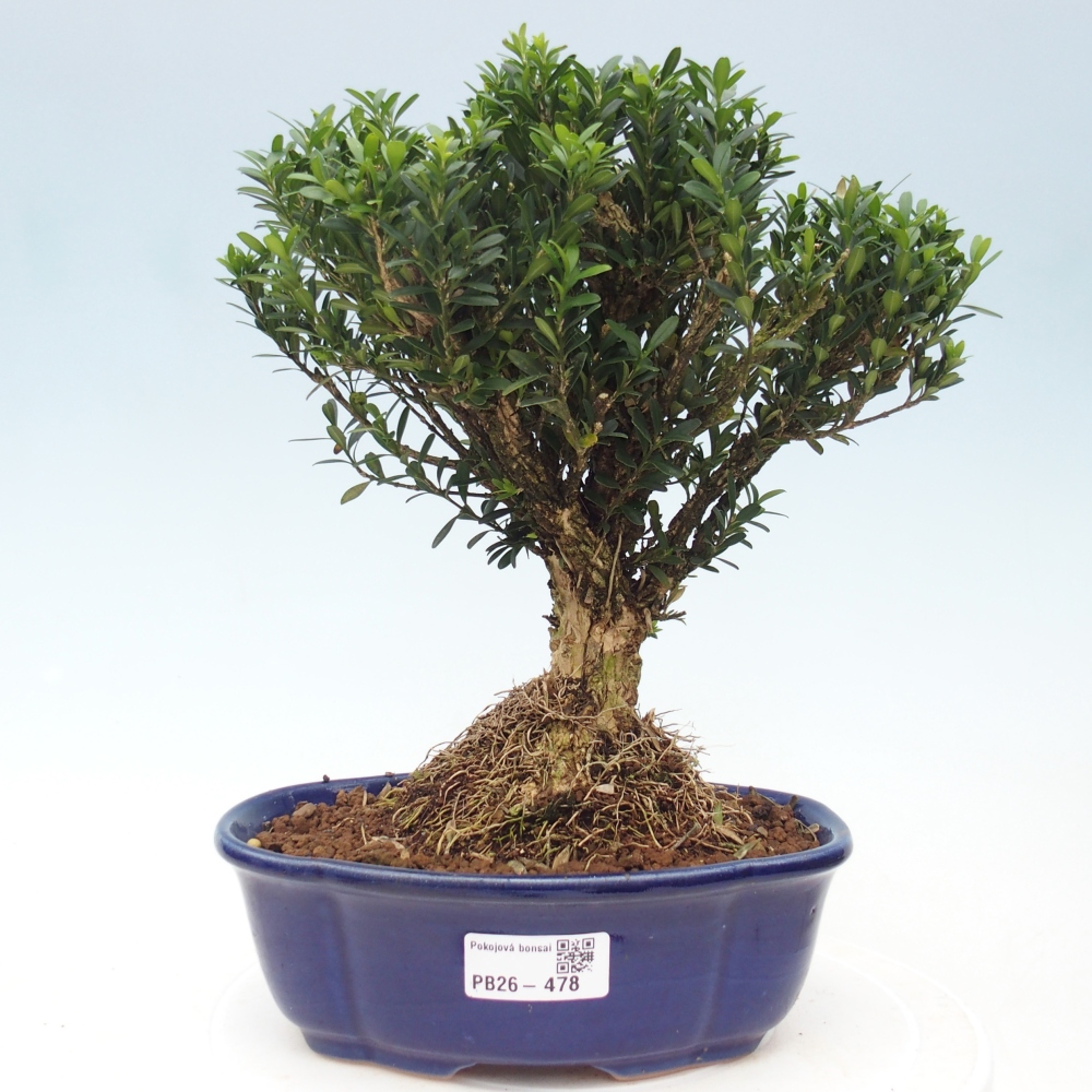 Pokojová bonsai - Buxus harlandii - korkový buxus