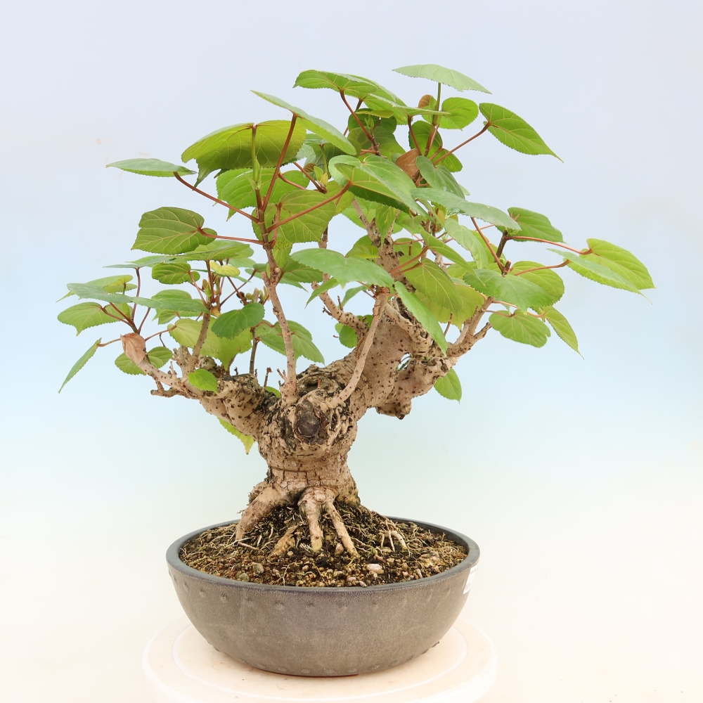 Pokojová bonsai - Hibiscus tiliaceus - Ibišek lípovitý, morský