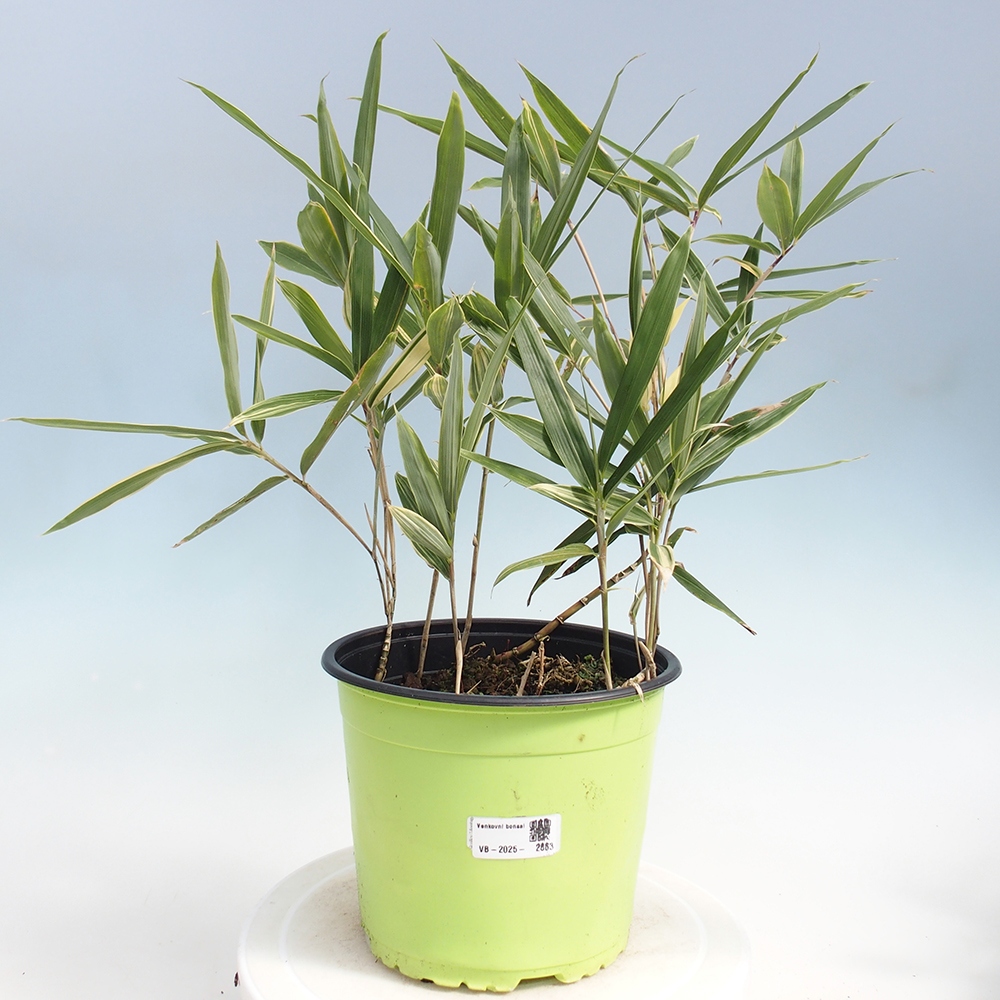 Venkovní bonsai - Sasaella masamuneana Albostriata - Bambus panašovaný