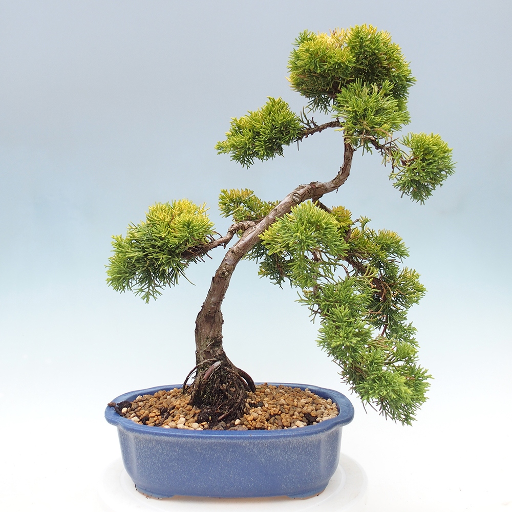 Venkovní bonsai - Juniperus chinensis plumosa aurea - Jalovec čínský zlatý