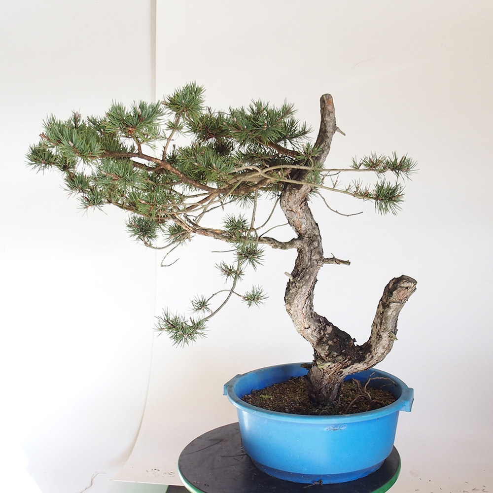 Yamadori - Pinus sylvestris Španělsko