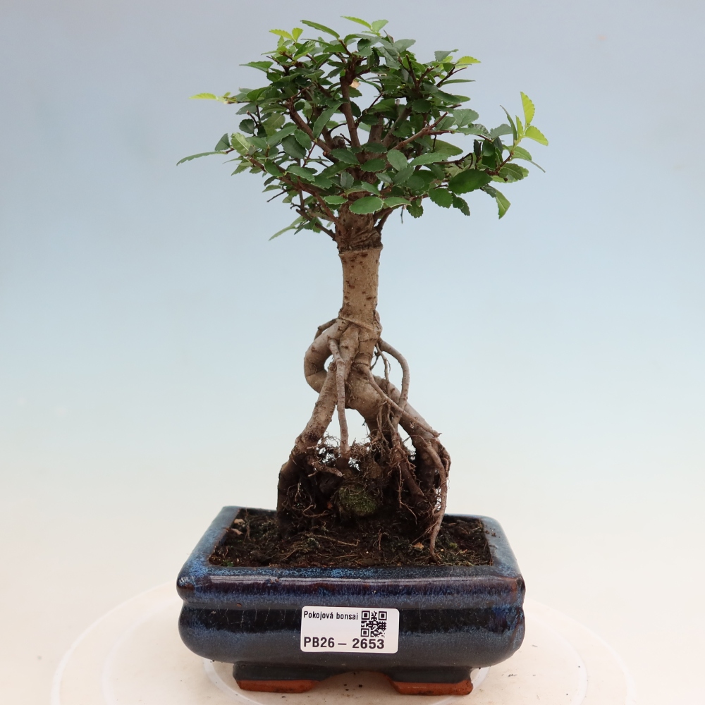 Pokojová bonsai - Ulmus parvifolia - Malolistý jilm