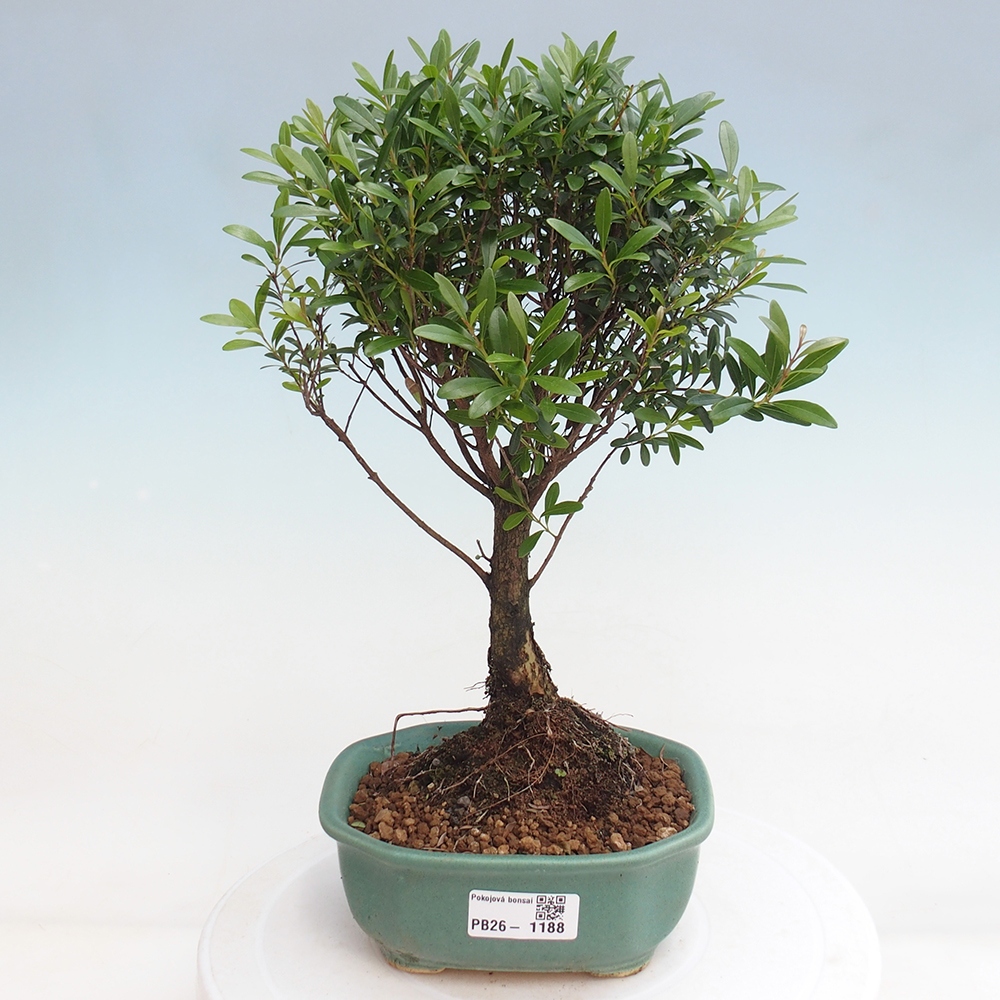 Pokojová bonsai - Syzygium - Pimentovník