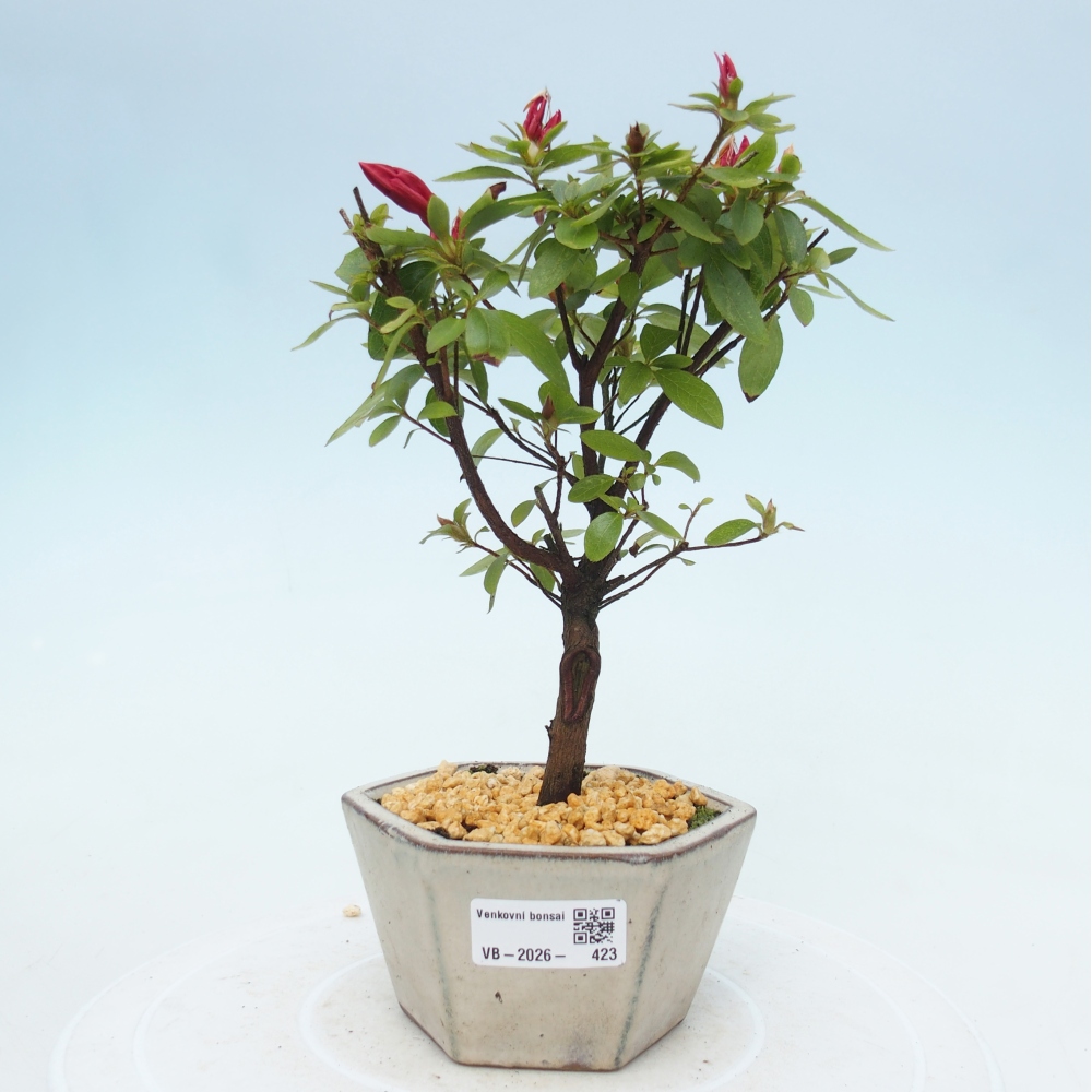 Venkovní bonsai - Japonská azalka - Azalea sp.