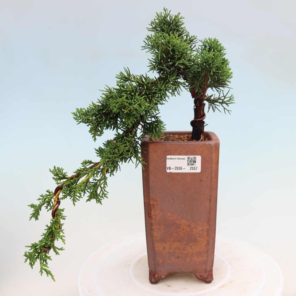 Venkovní bonsai - Juniperus chinensis Kishu -Jalovec čínský