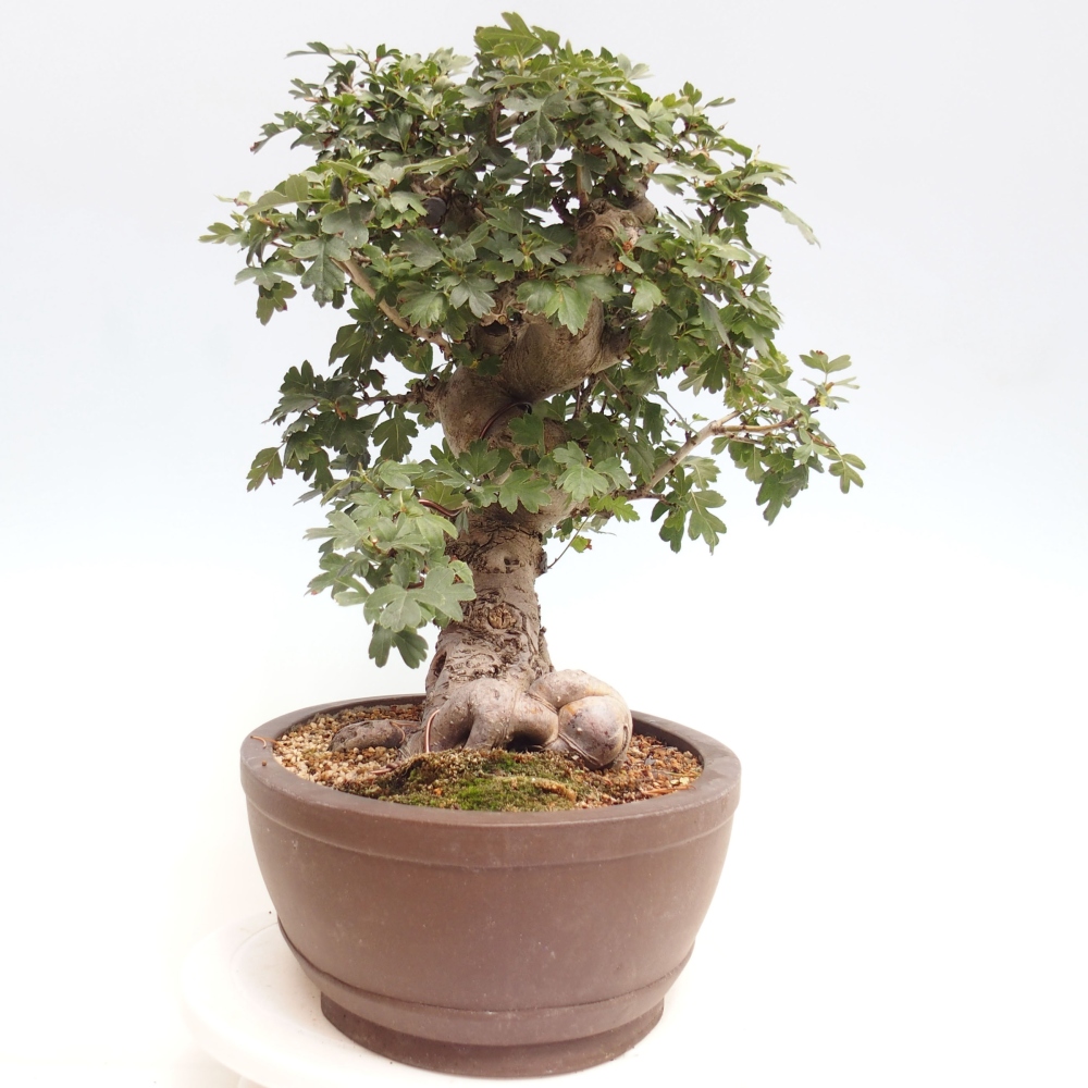 Venkovní bonsai - Hloh  růžový plnokvětý - Crataegus 