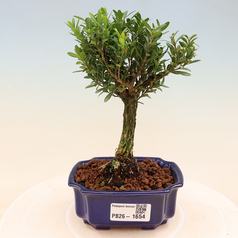 Pokojová bonsai - Buxus harlandii -korkový buxus