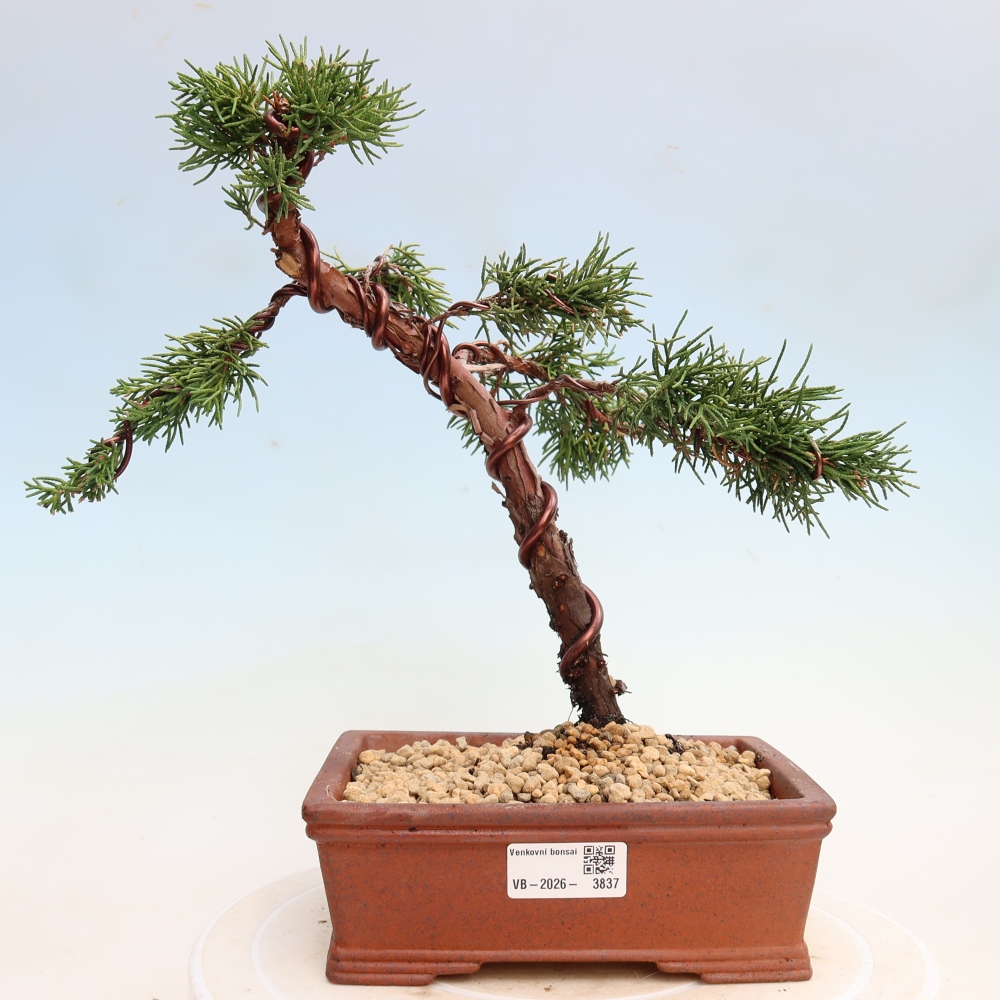 Venkovní bonsai - Juniperus chinensis Kishu -Jalovec čínský