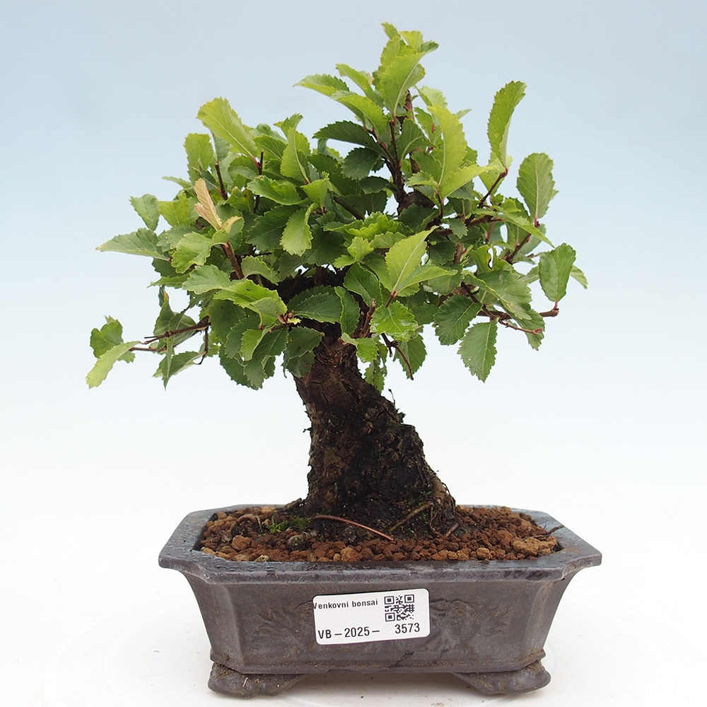 Venkovní bonsai - Zelkova - Zelkova NIRE