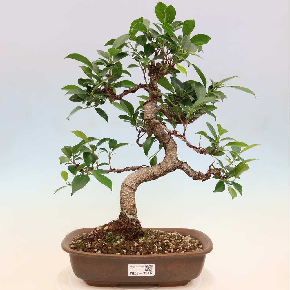 Pokojová bonsai - Ficus kimmen -  malolistý fíkus