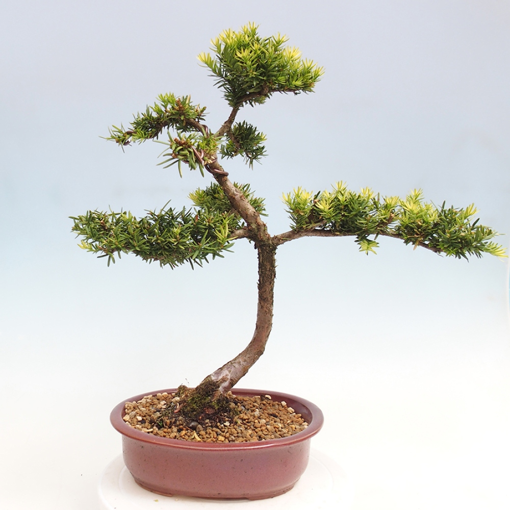Venkovní bonsai - Taxus cuspidata  - Tis japonský
